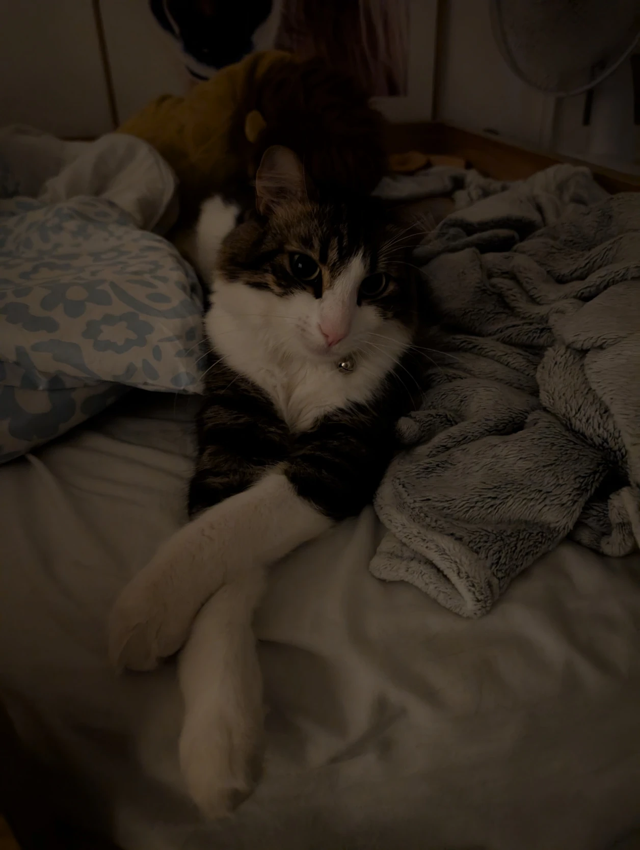 image-6