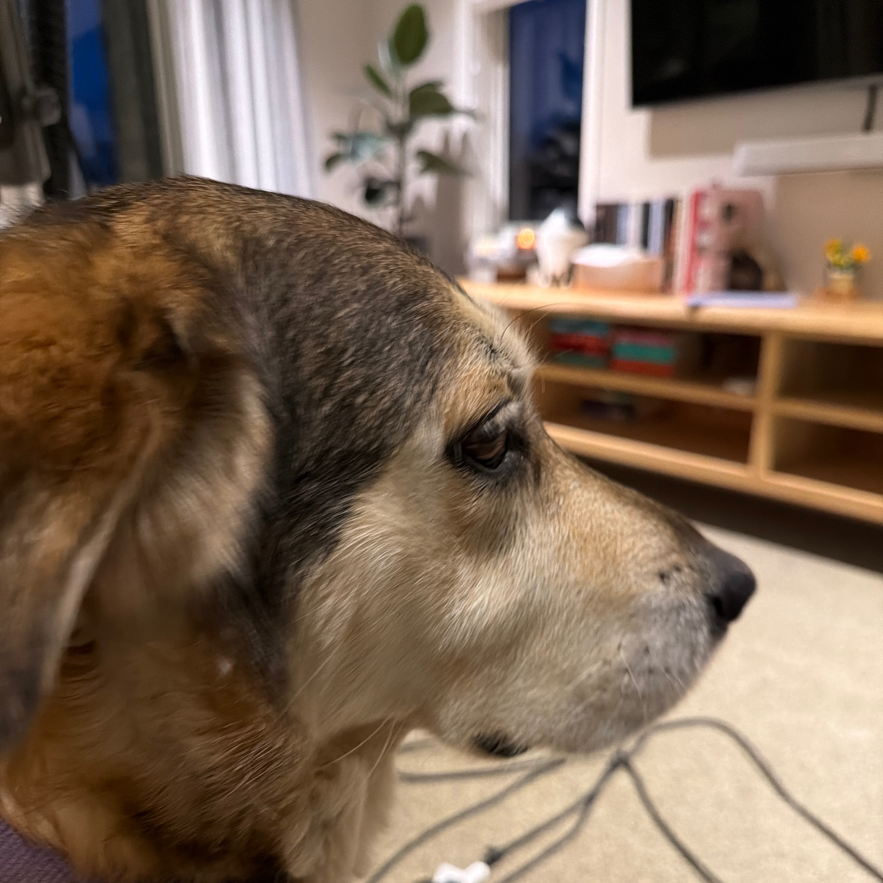 Sam