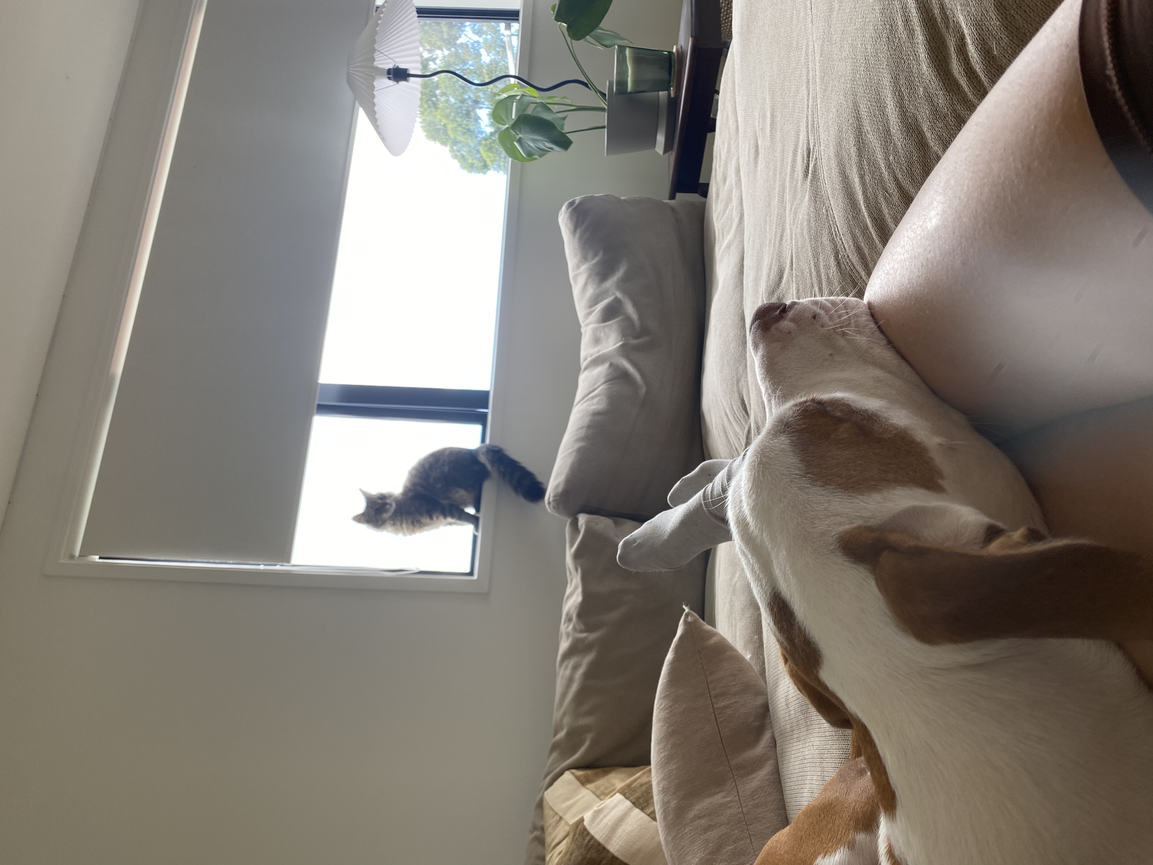image-16