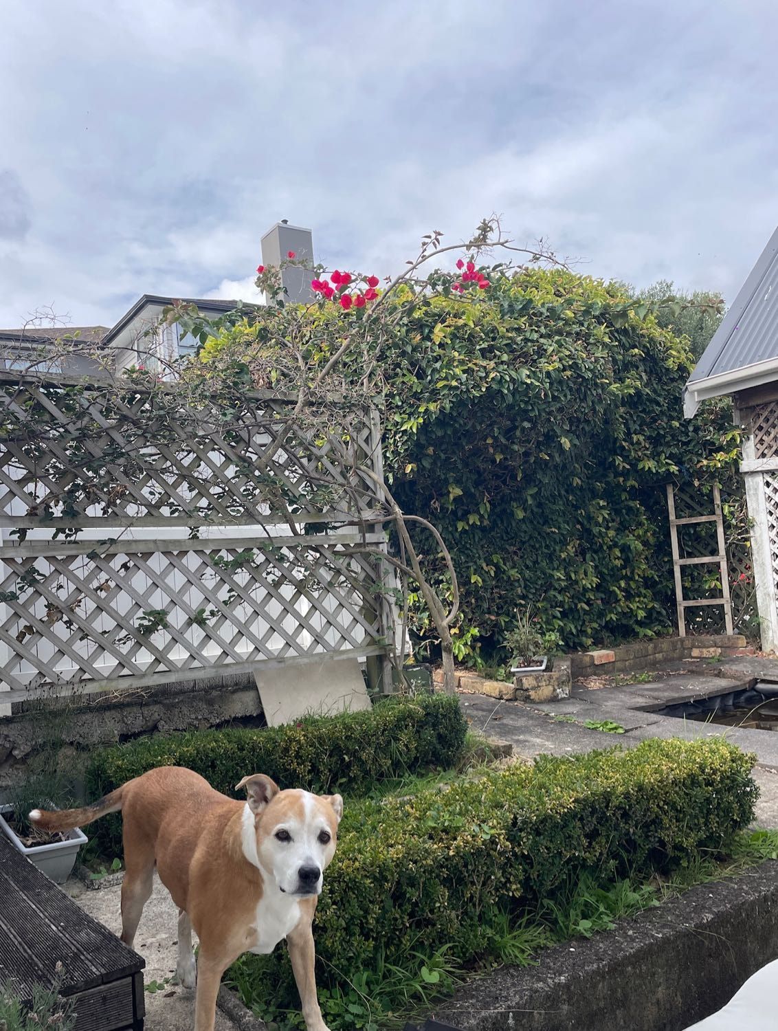 image-15