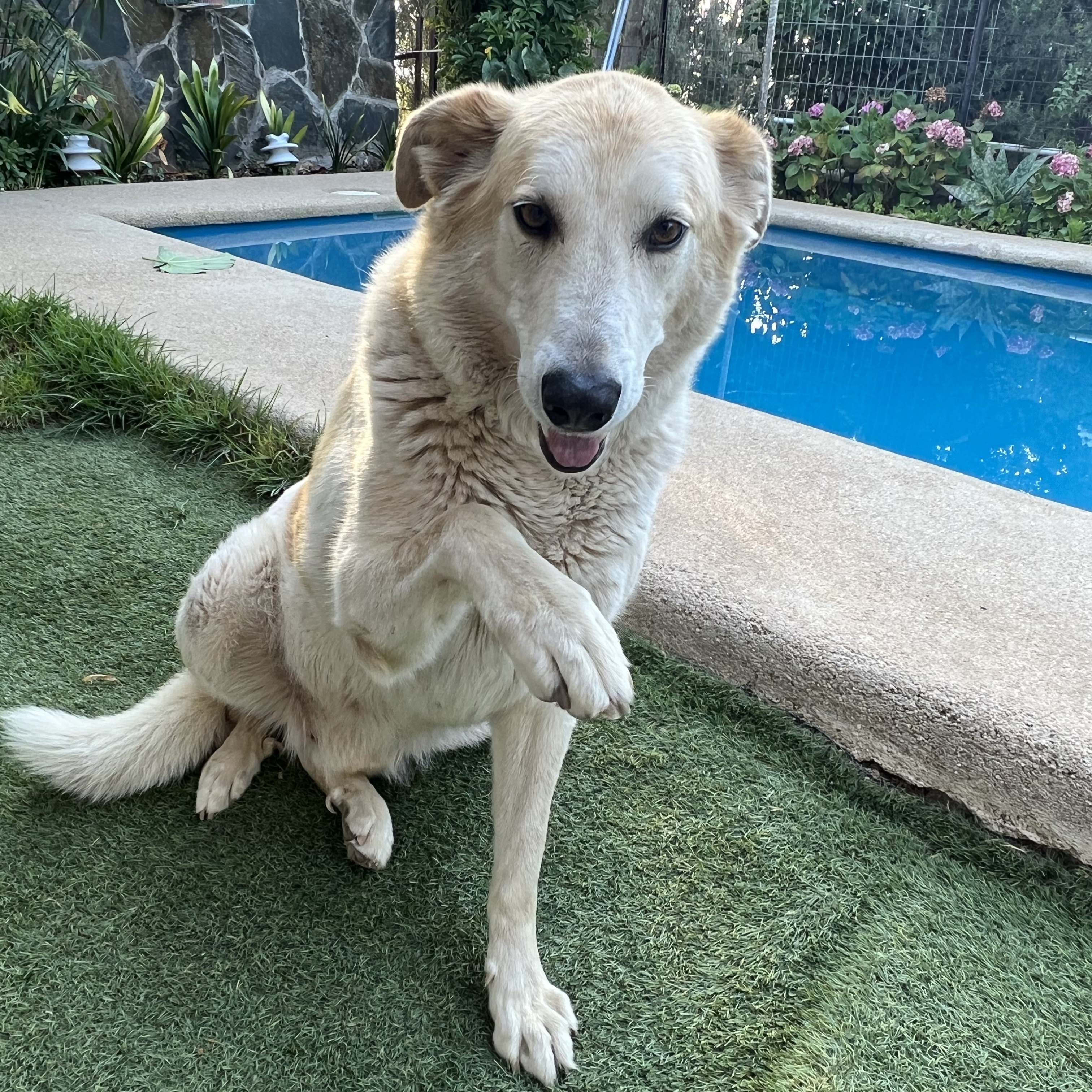 Roco 