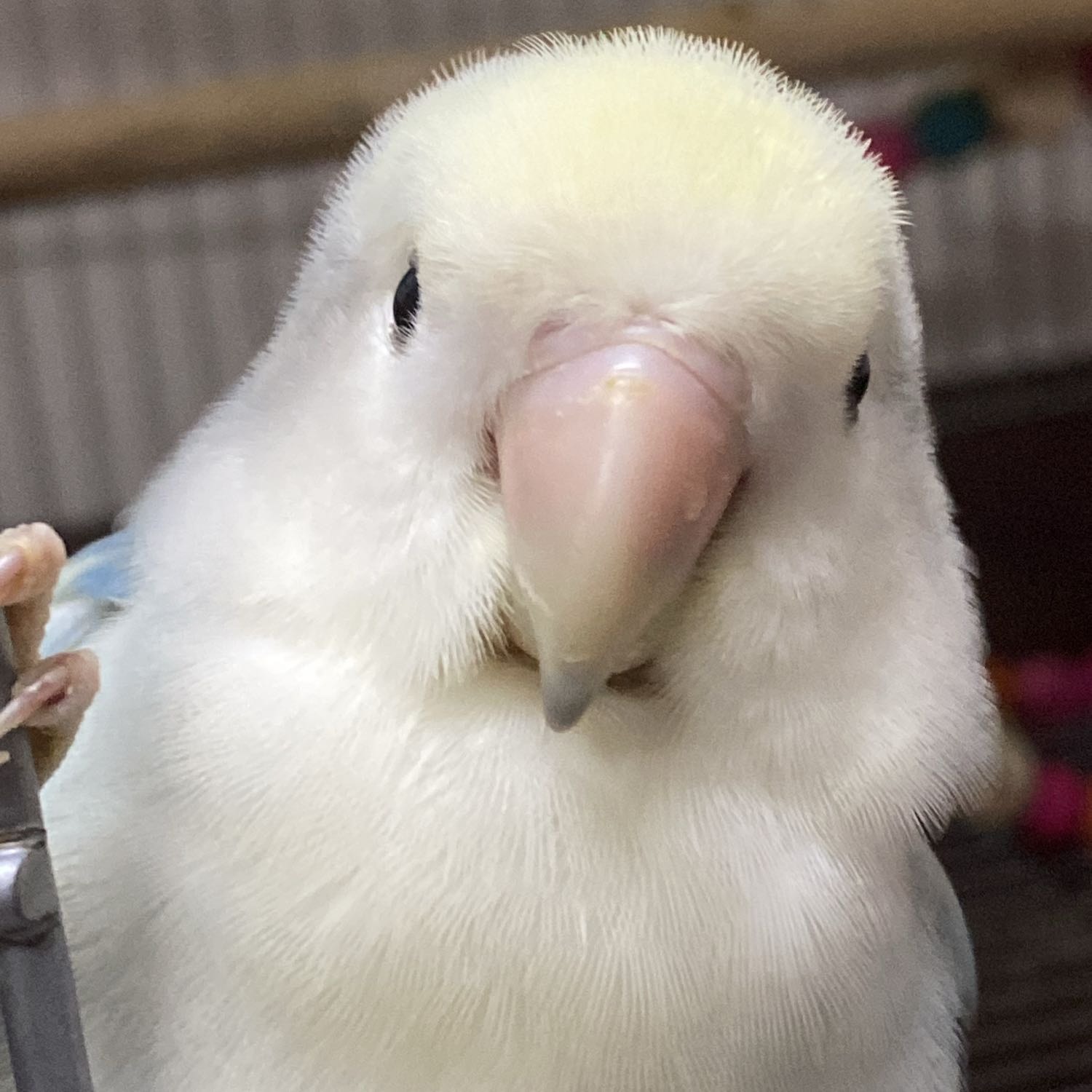 Birdy