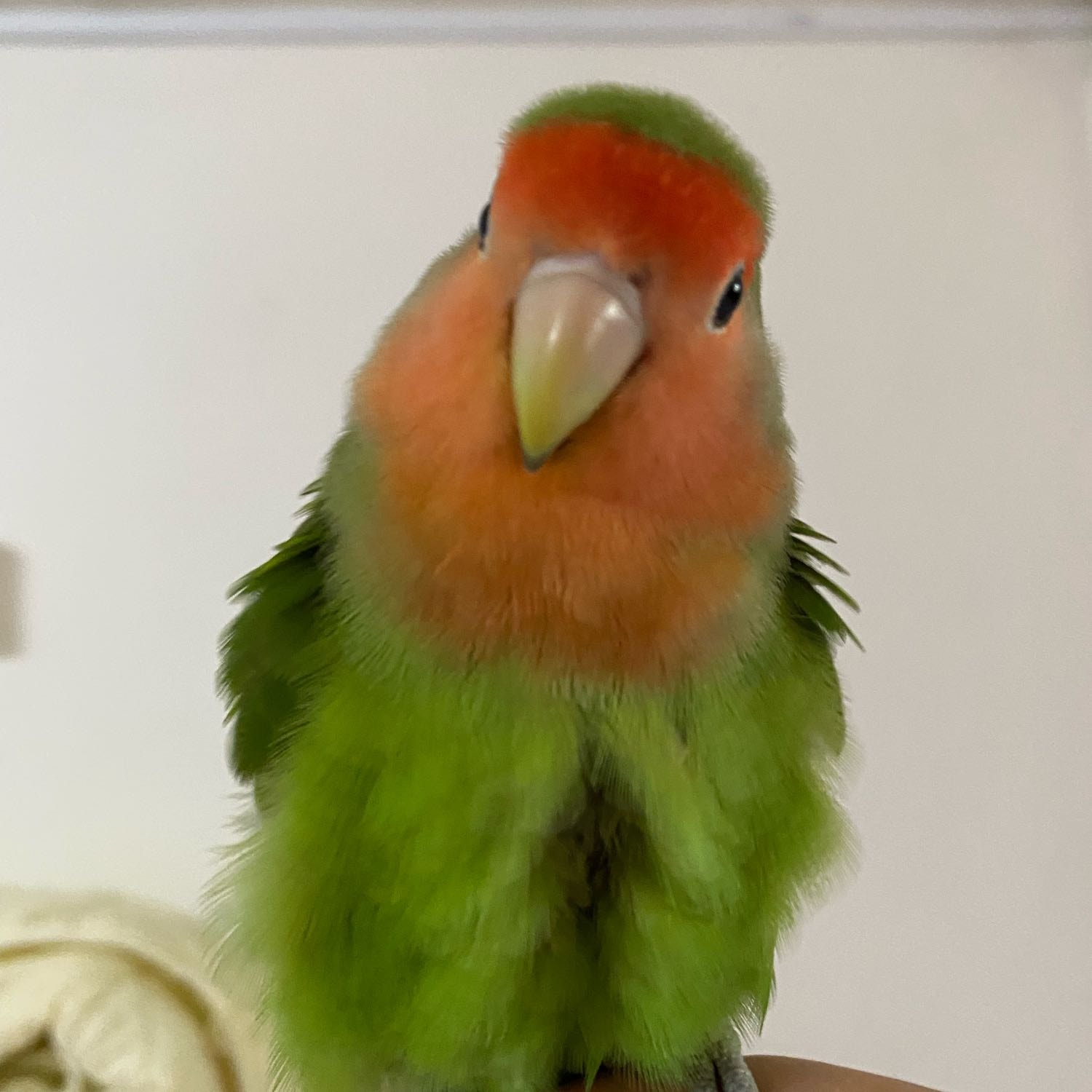 Cupbird 