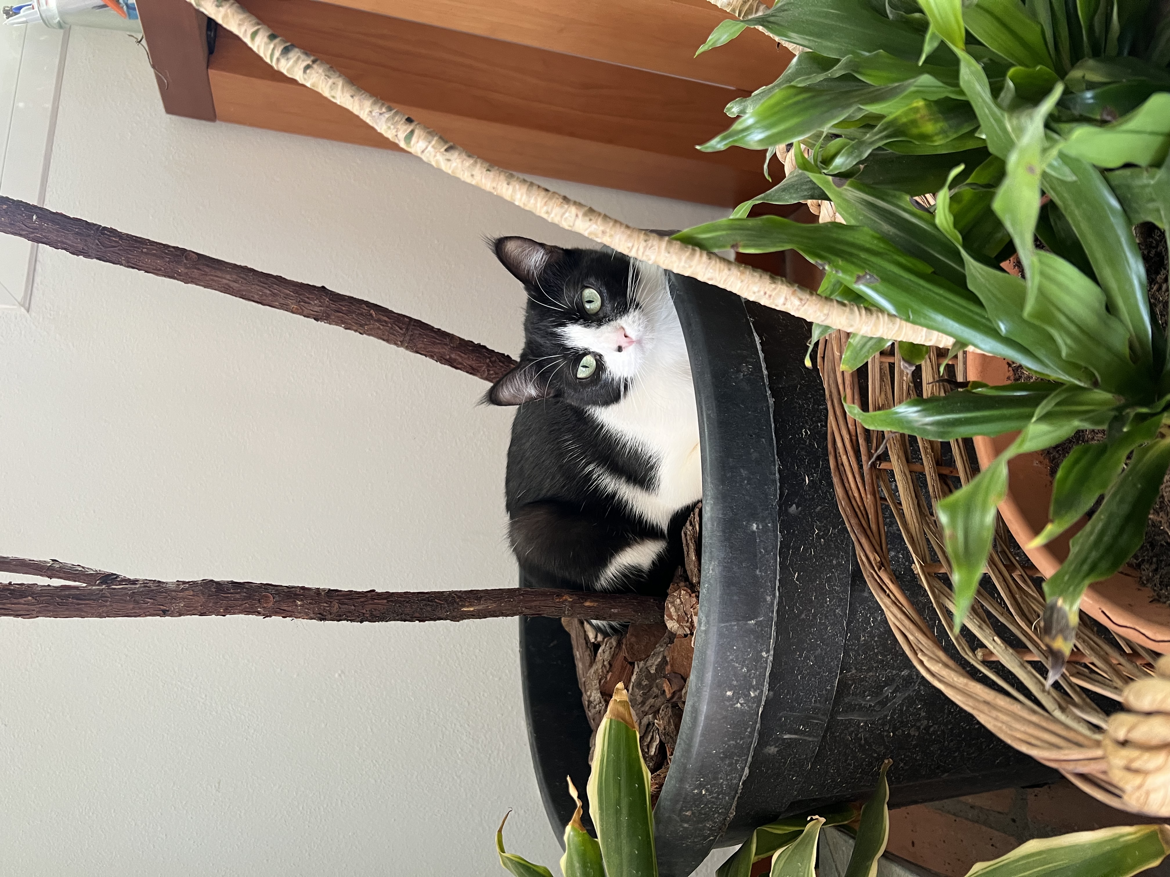 image-8