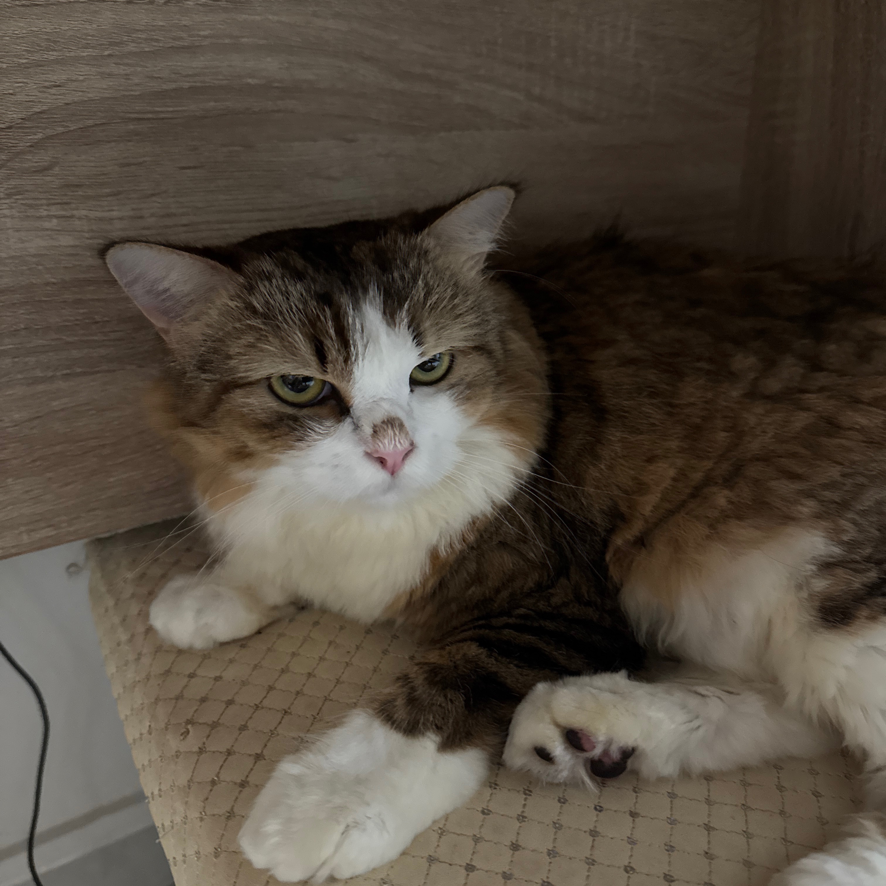Luna
