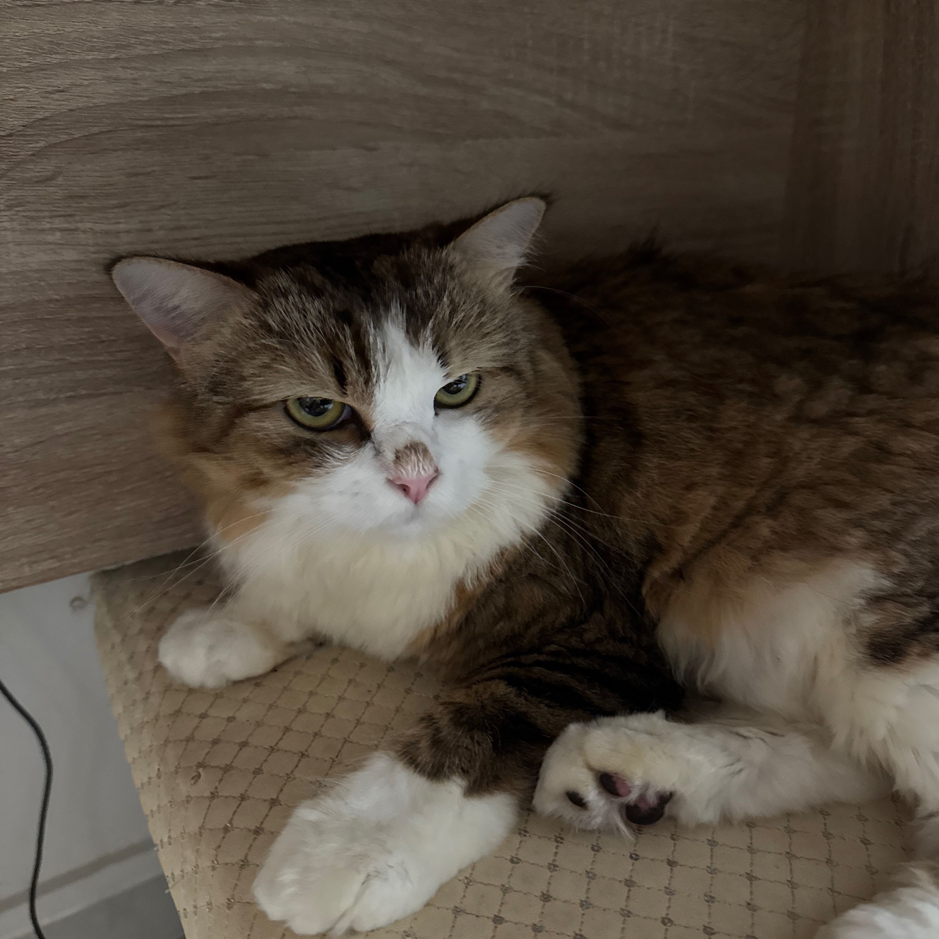 Luna