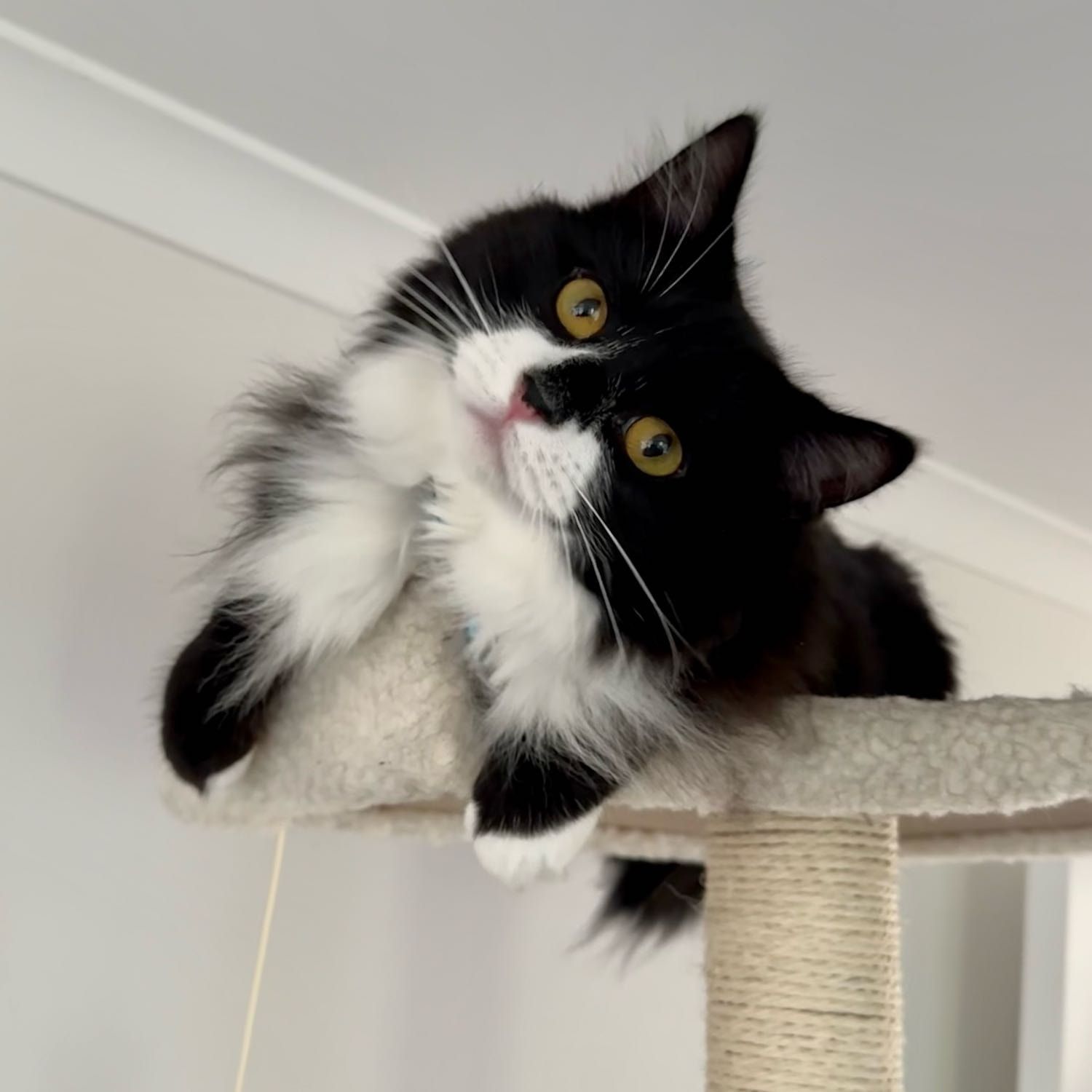 Oreo