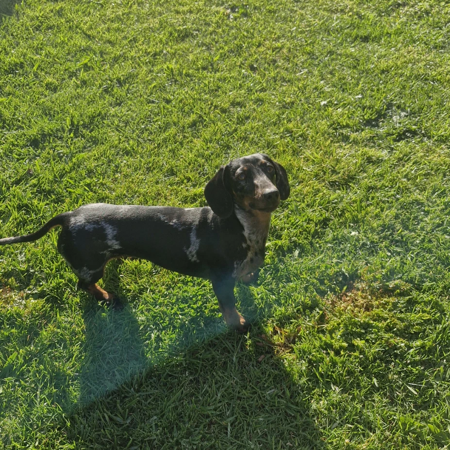 Mocha
