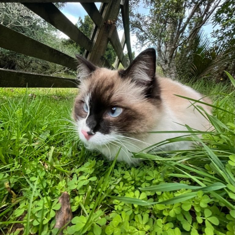 Charlie