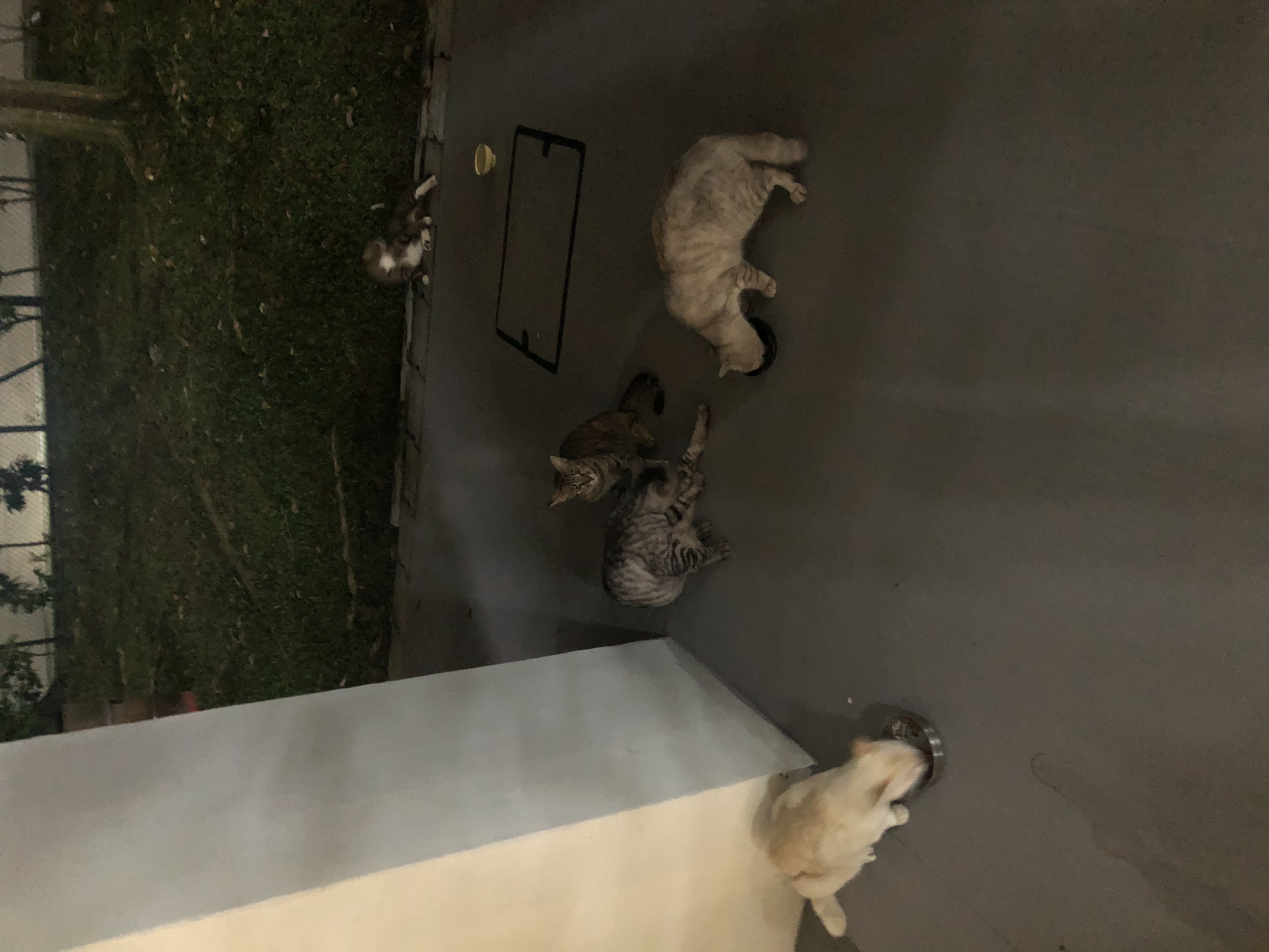 image-4