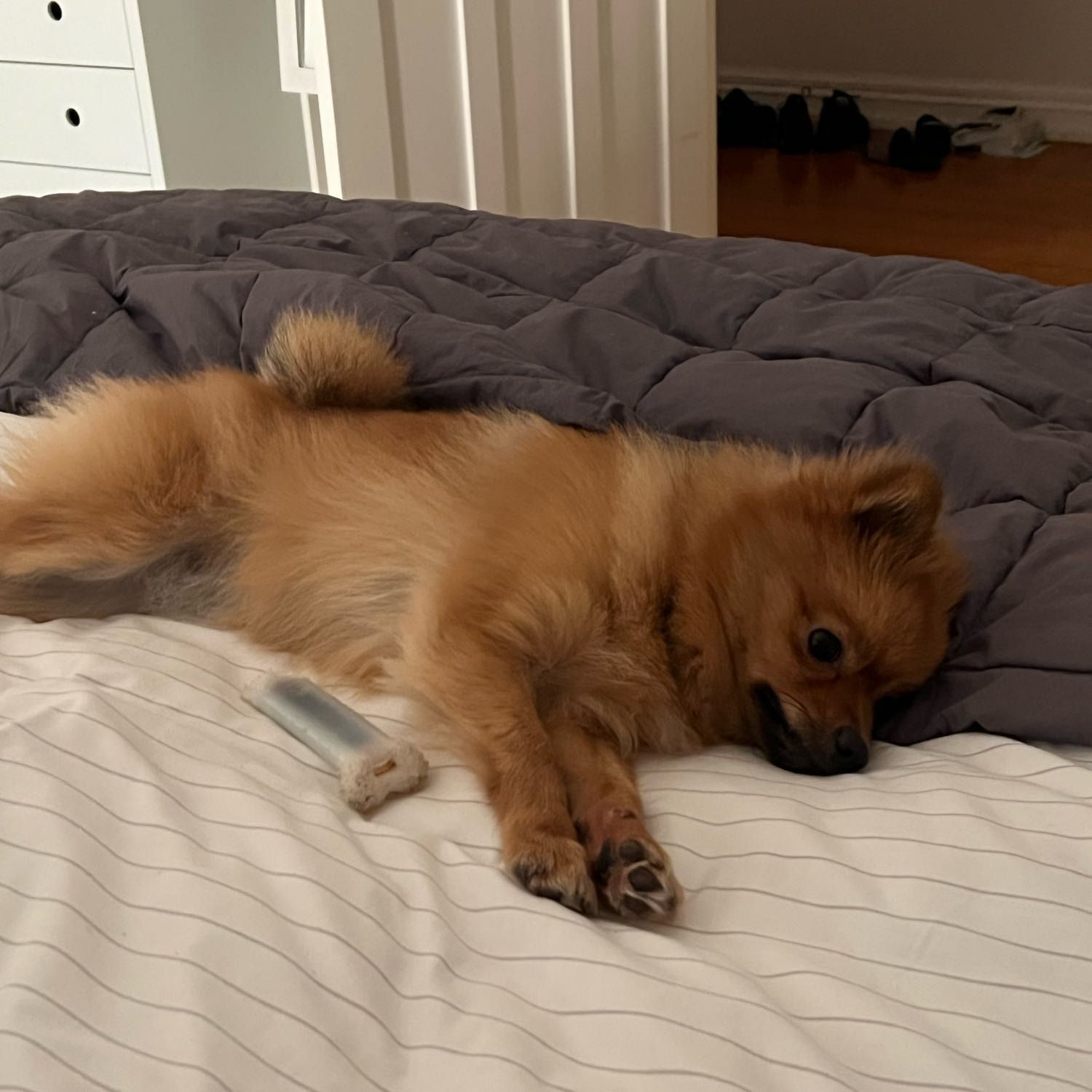 Bear