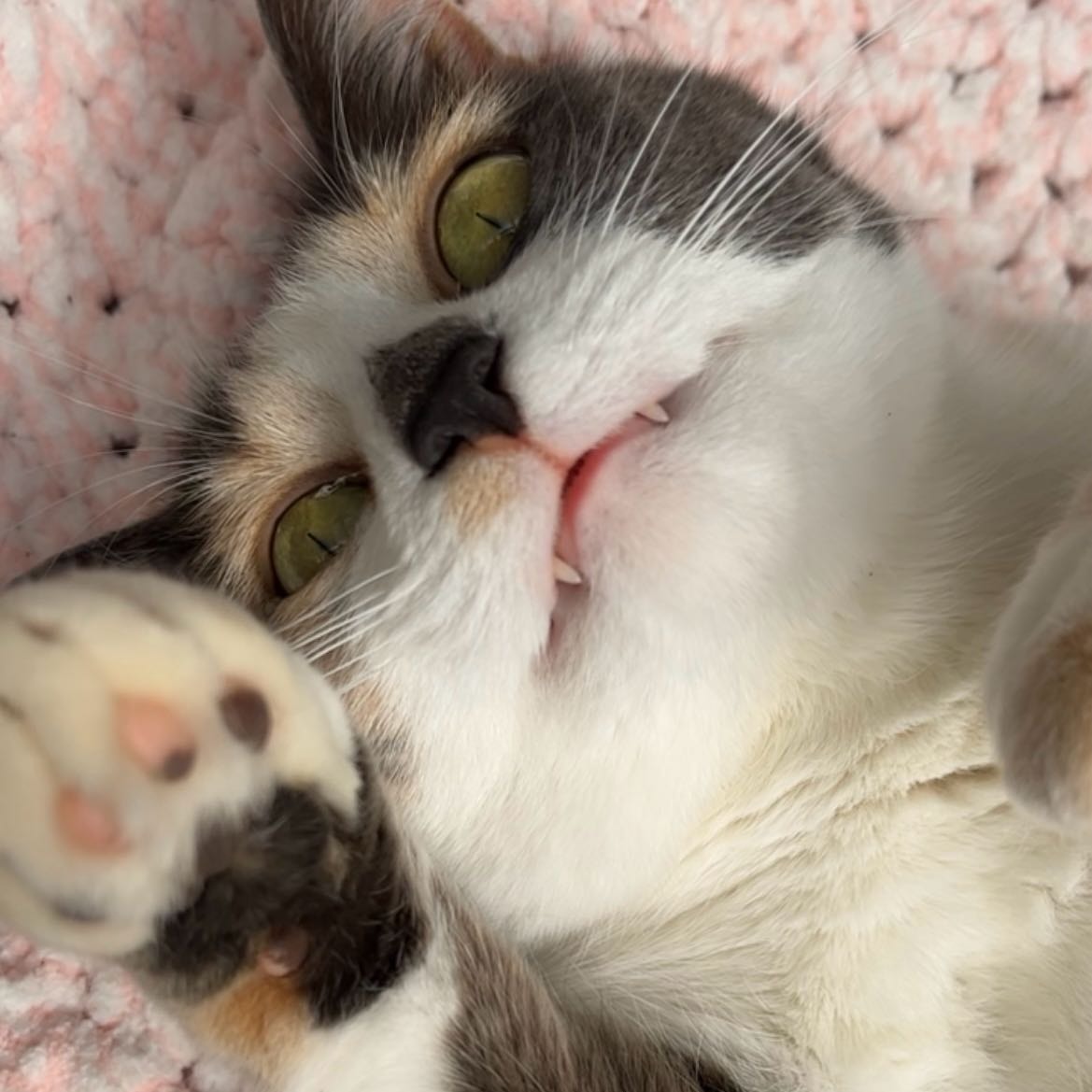 Molly