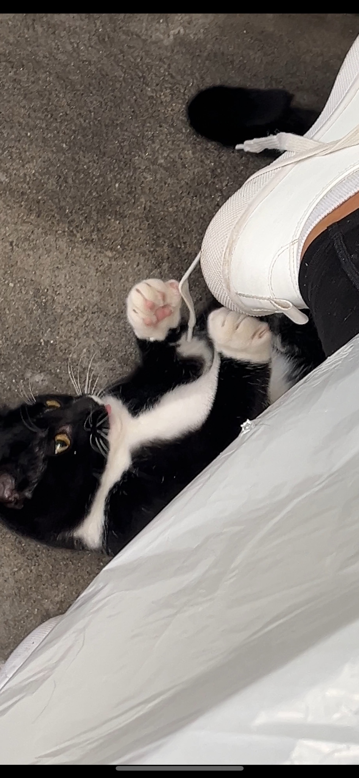 Cassidy Pet sitter in Auckland