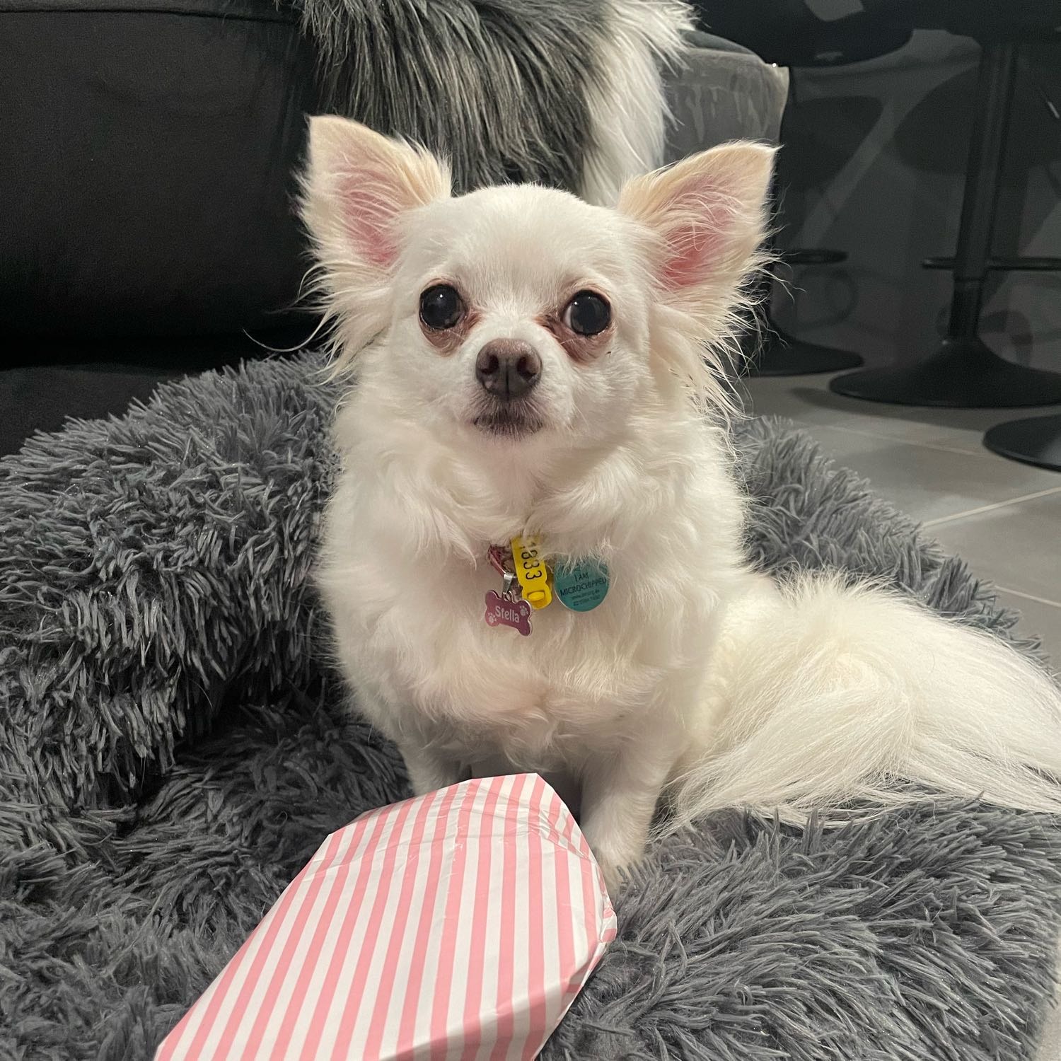 Stella