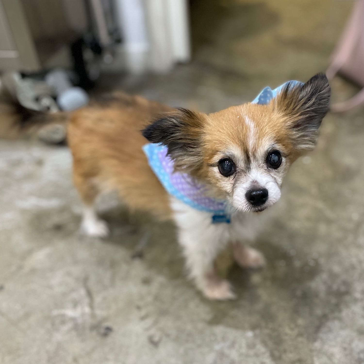 Louie