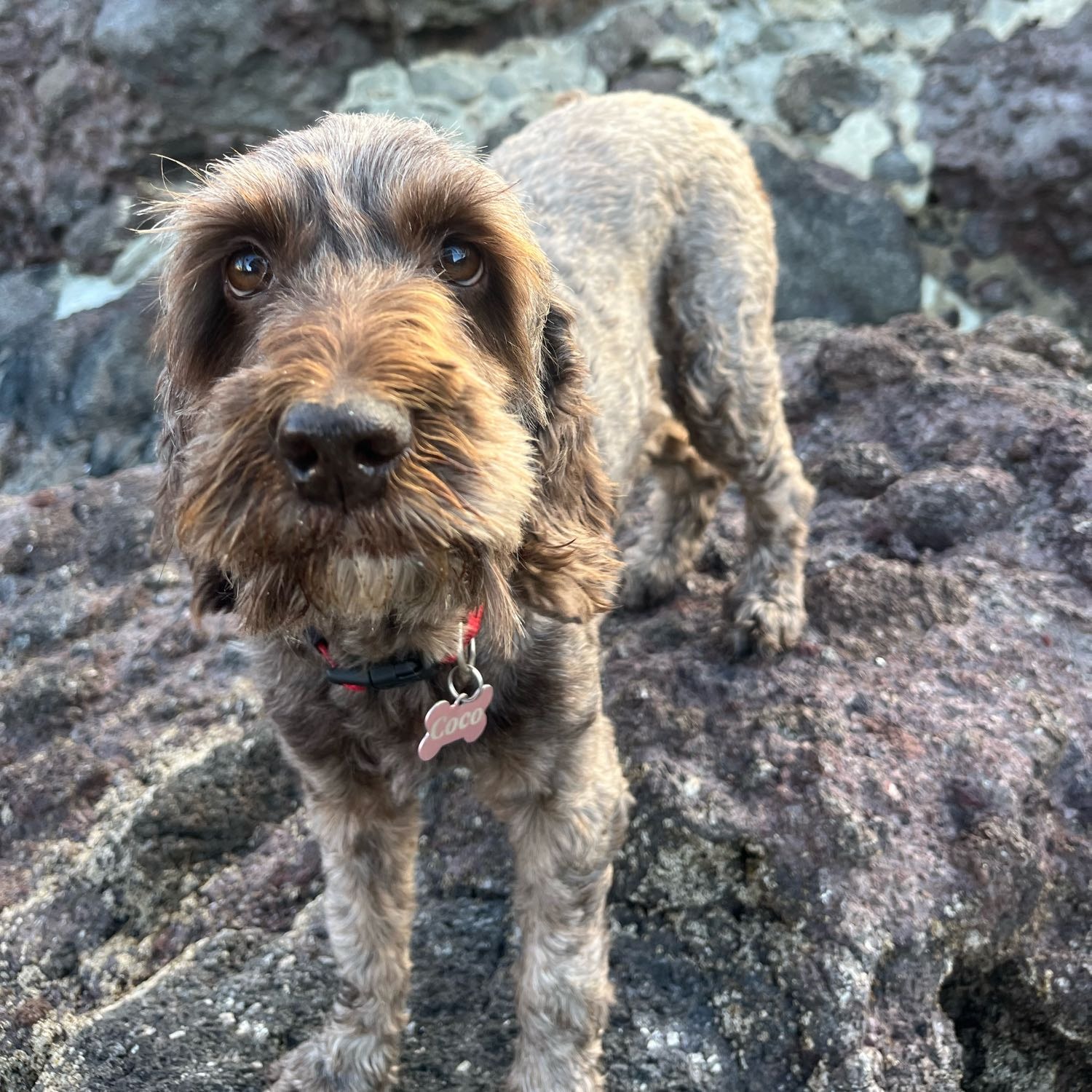 Coco