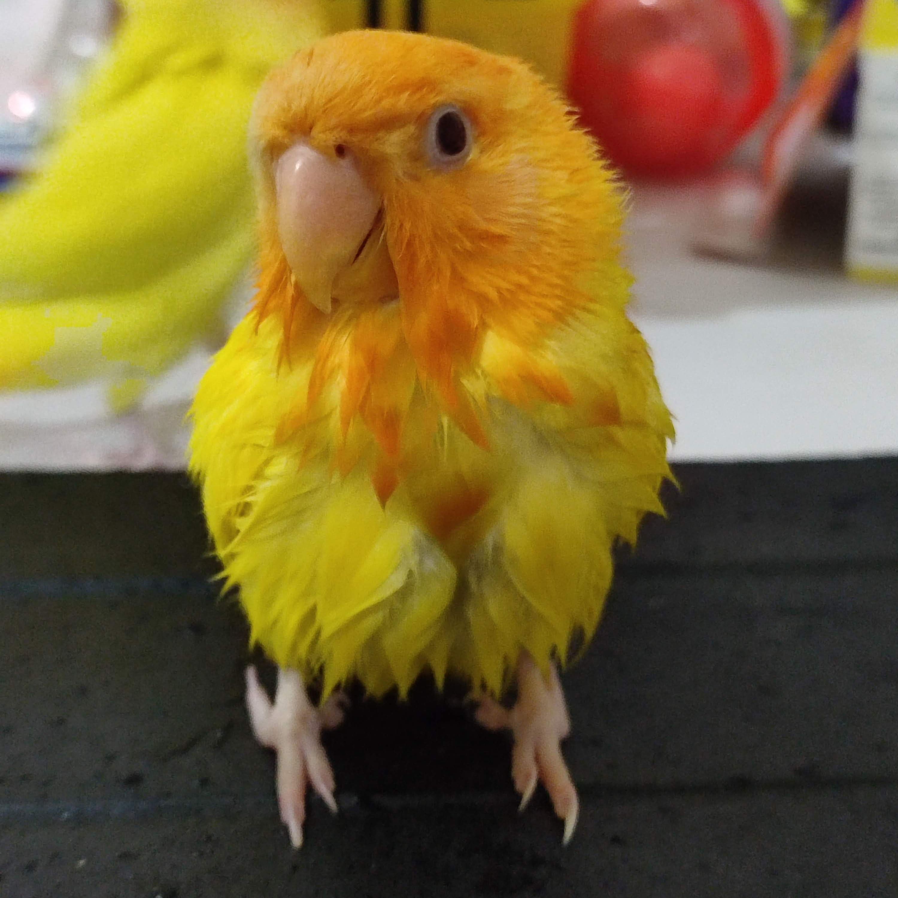 Jerry