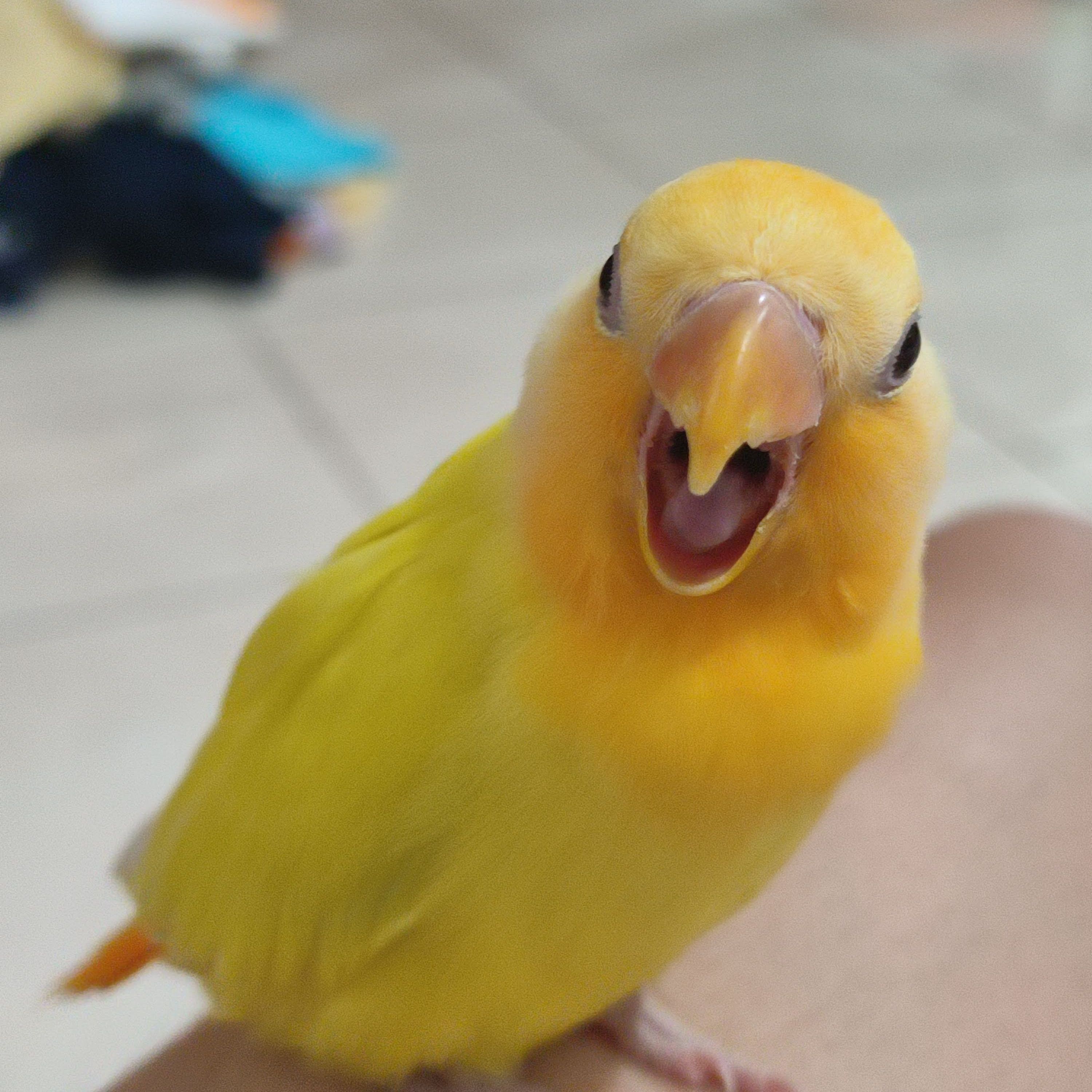 Tom