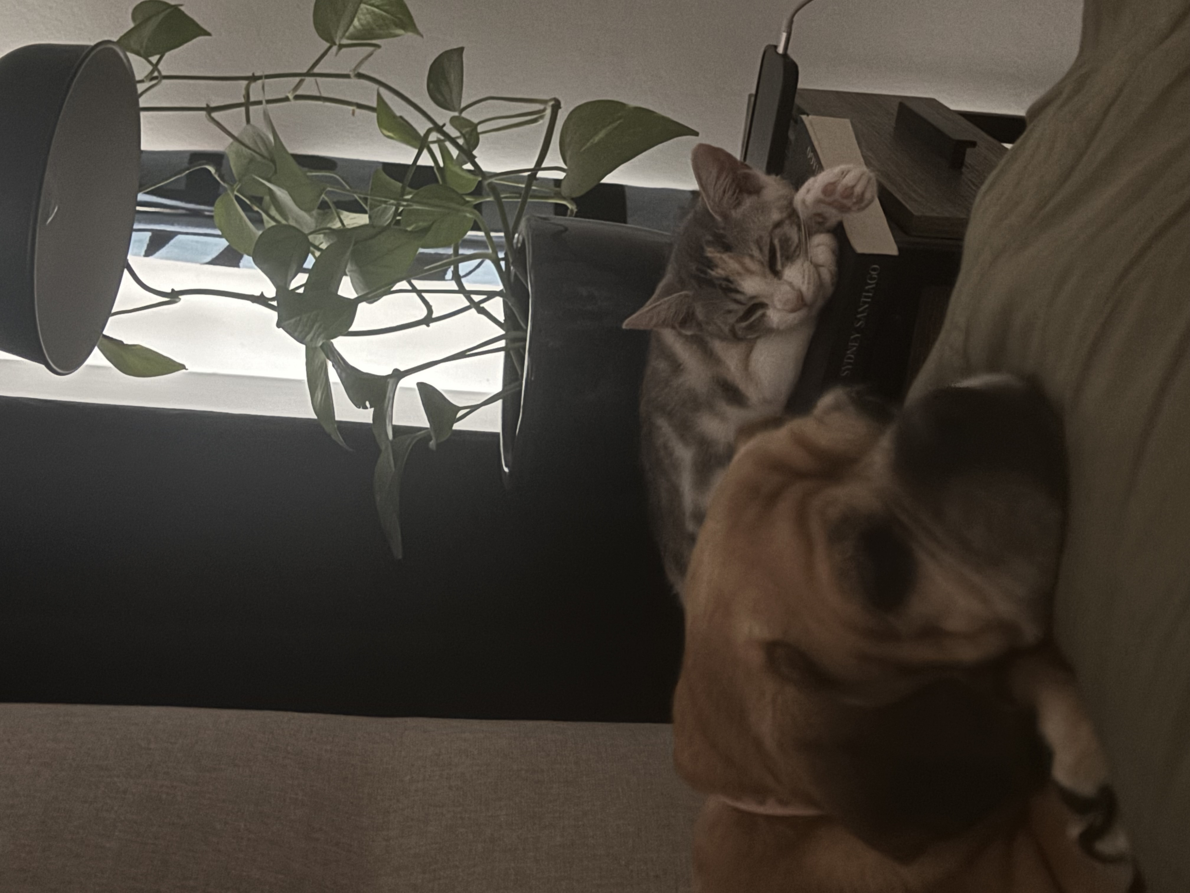 image-7