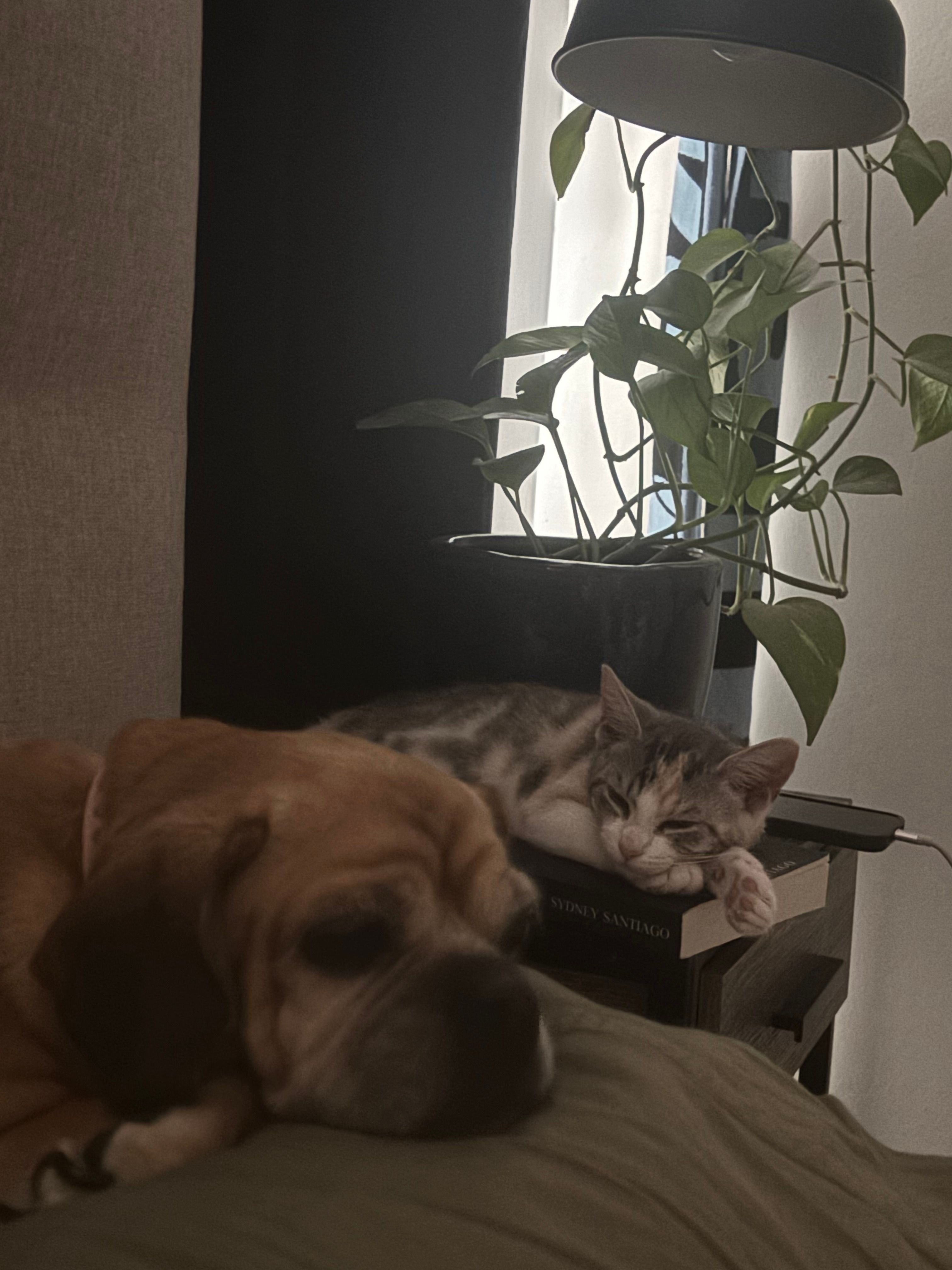 image-7