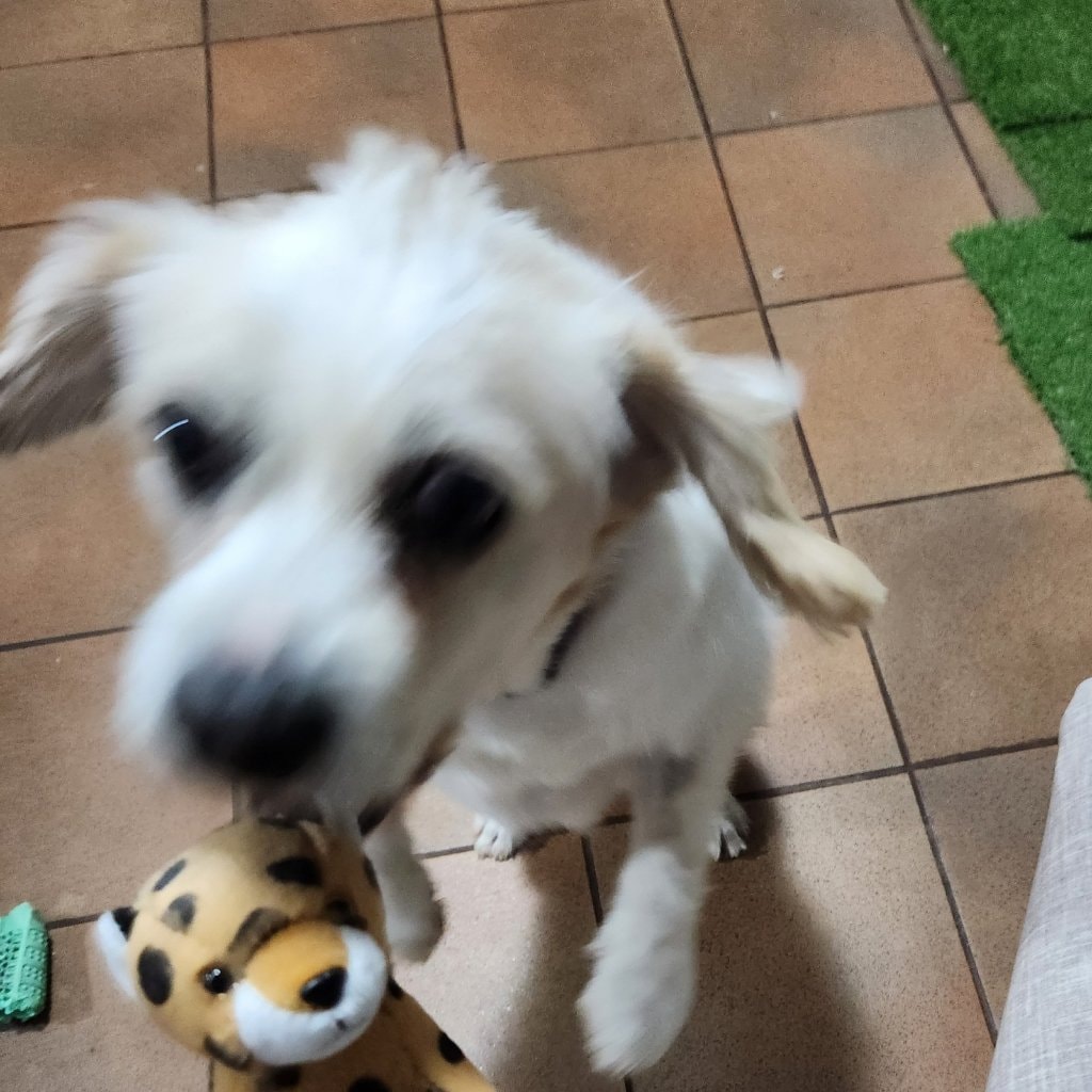 Cooper