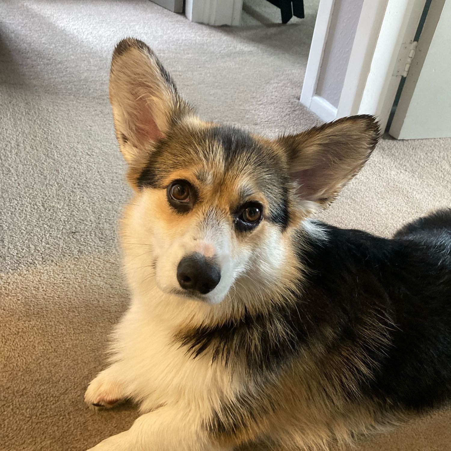 Bertie