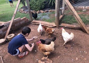 Chickens
