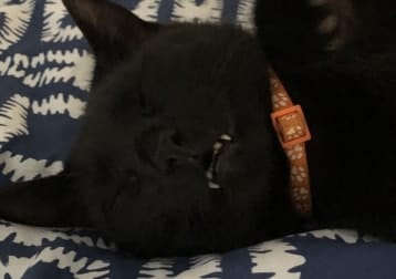 Sootie