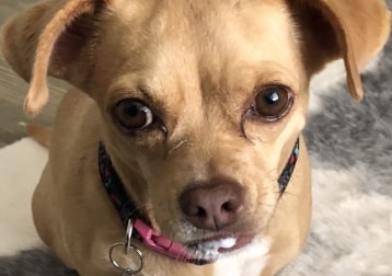 Sandie