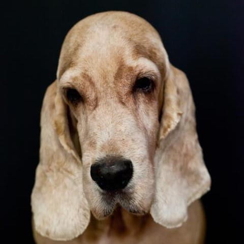 Kimbo