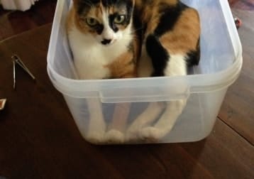 Calico