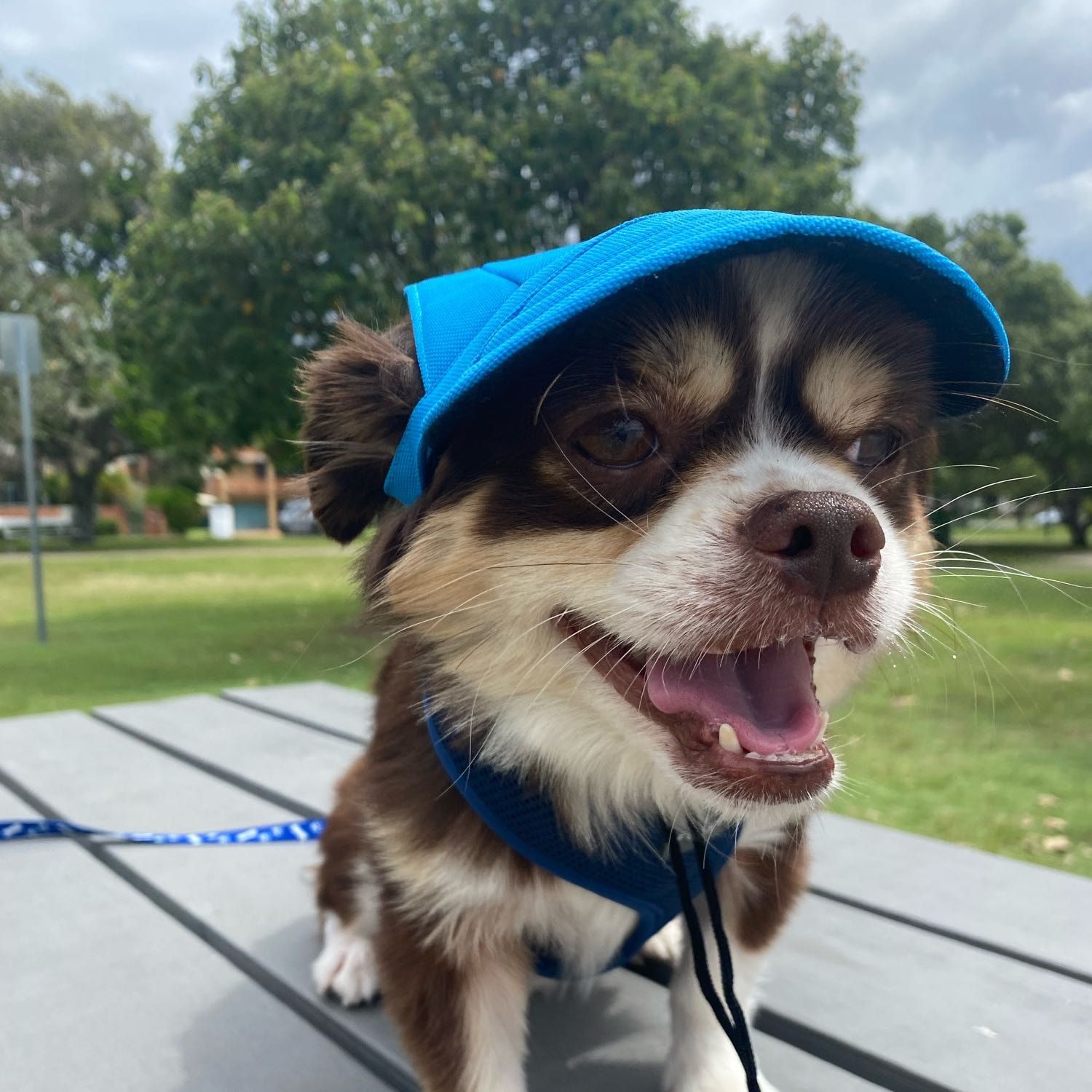 Milo