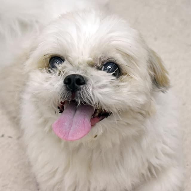 Brownie, Crossed the Rainbow Bridge🌈 