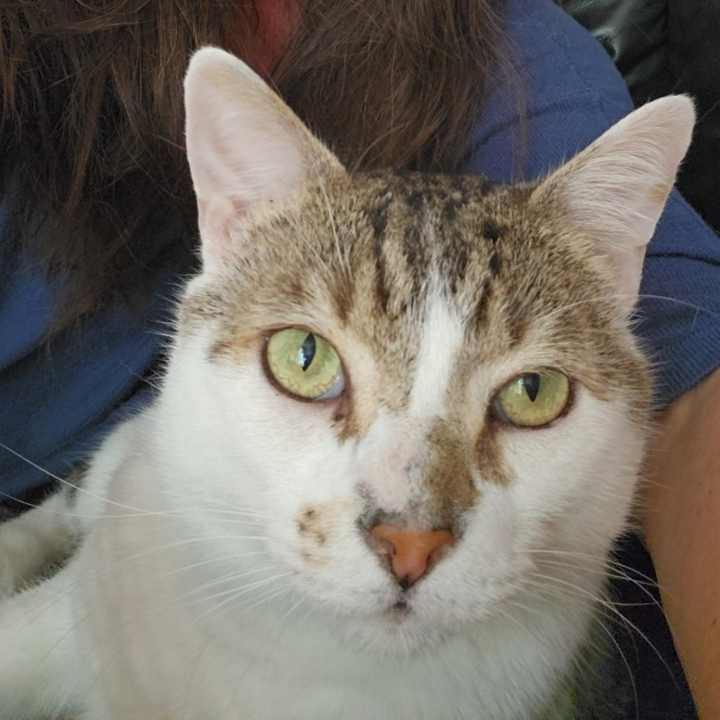 Simba