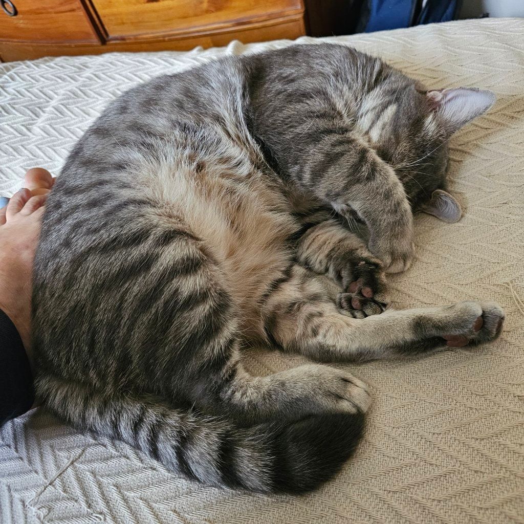 Zeus