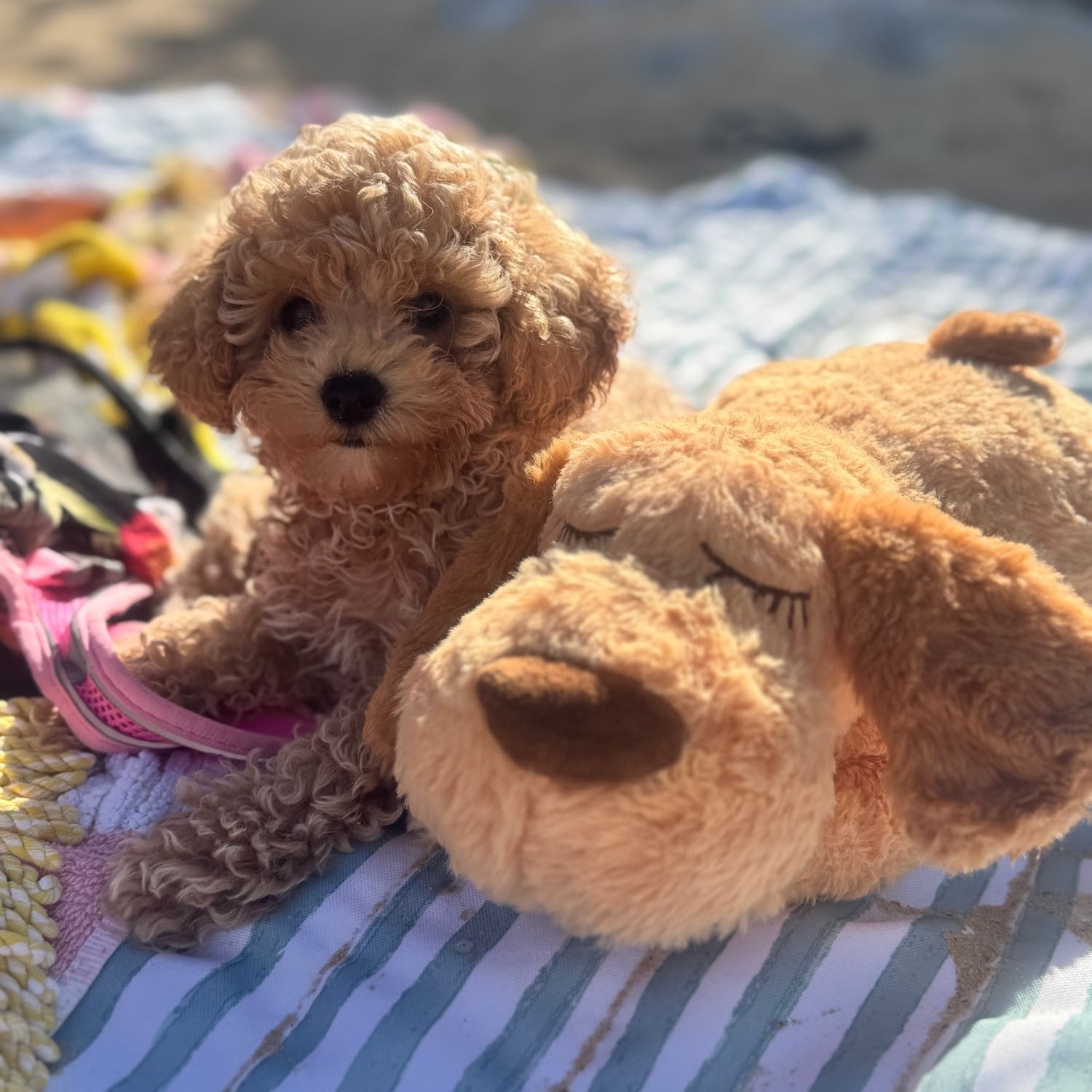 Rosie