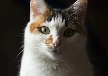 Izzy