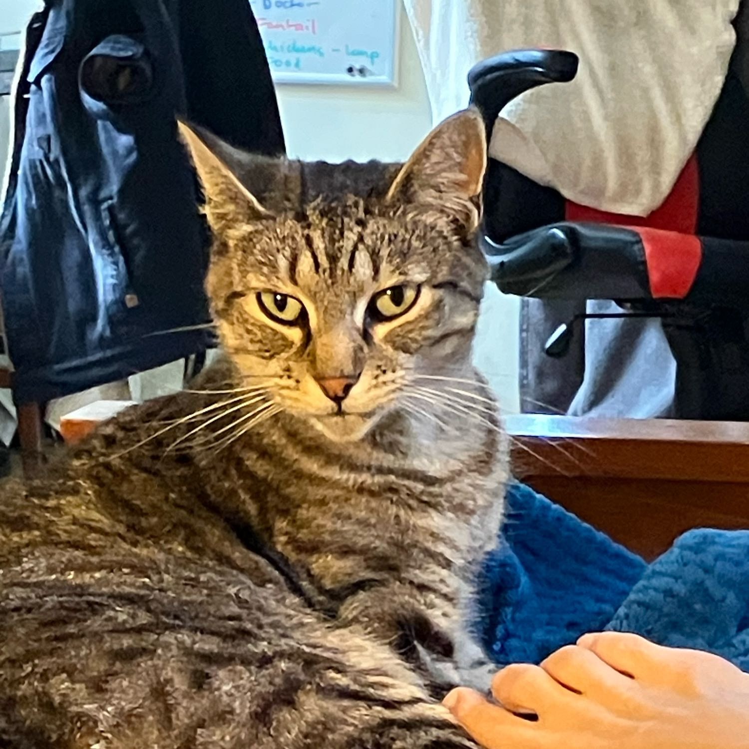 Georgie