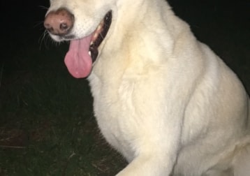 Tara