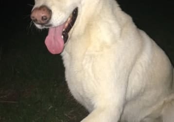 Tara