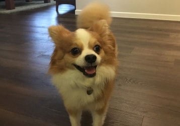 Nikko