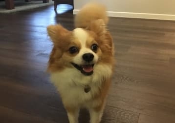 Nikko