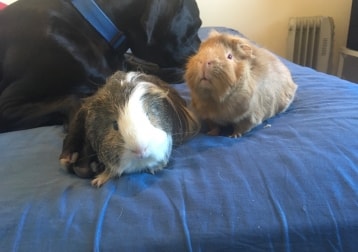 Waffle & Pico