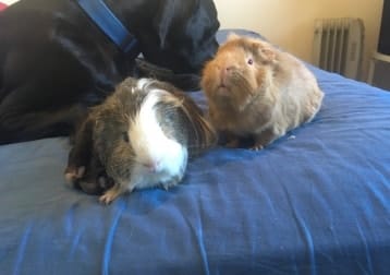 Waffle & Pico