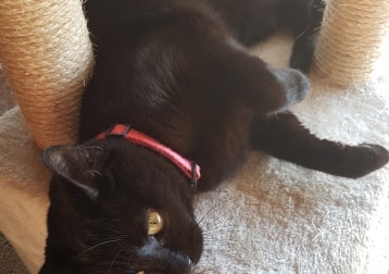 Skittles, A.k.a Widdle Kitten