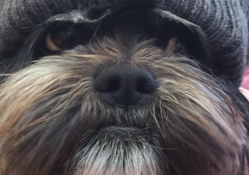 Masie