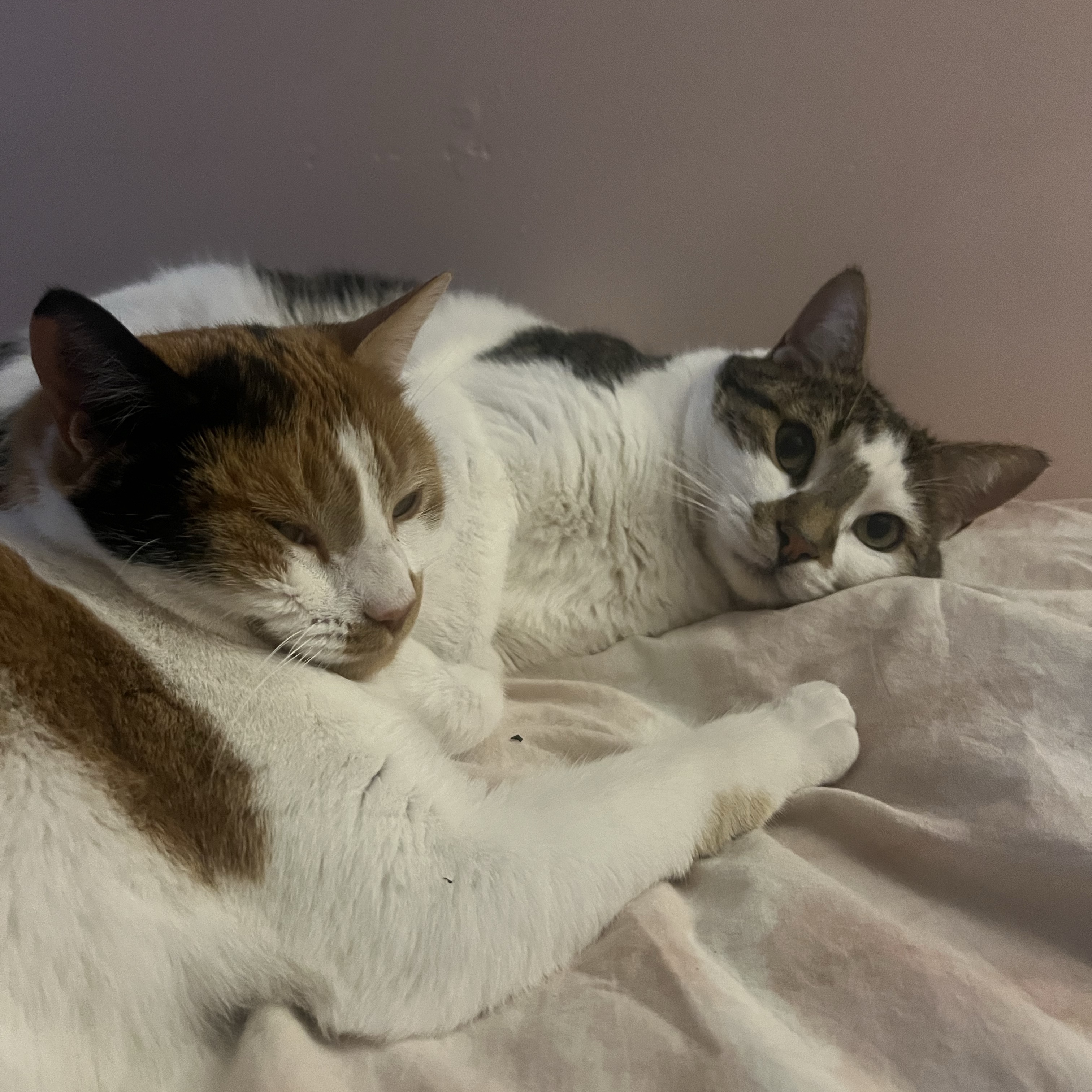 Lilah & Loki