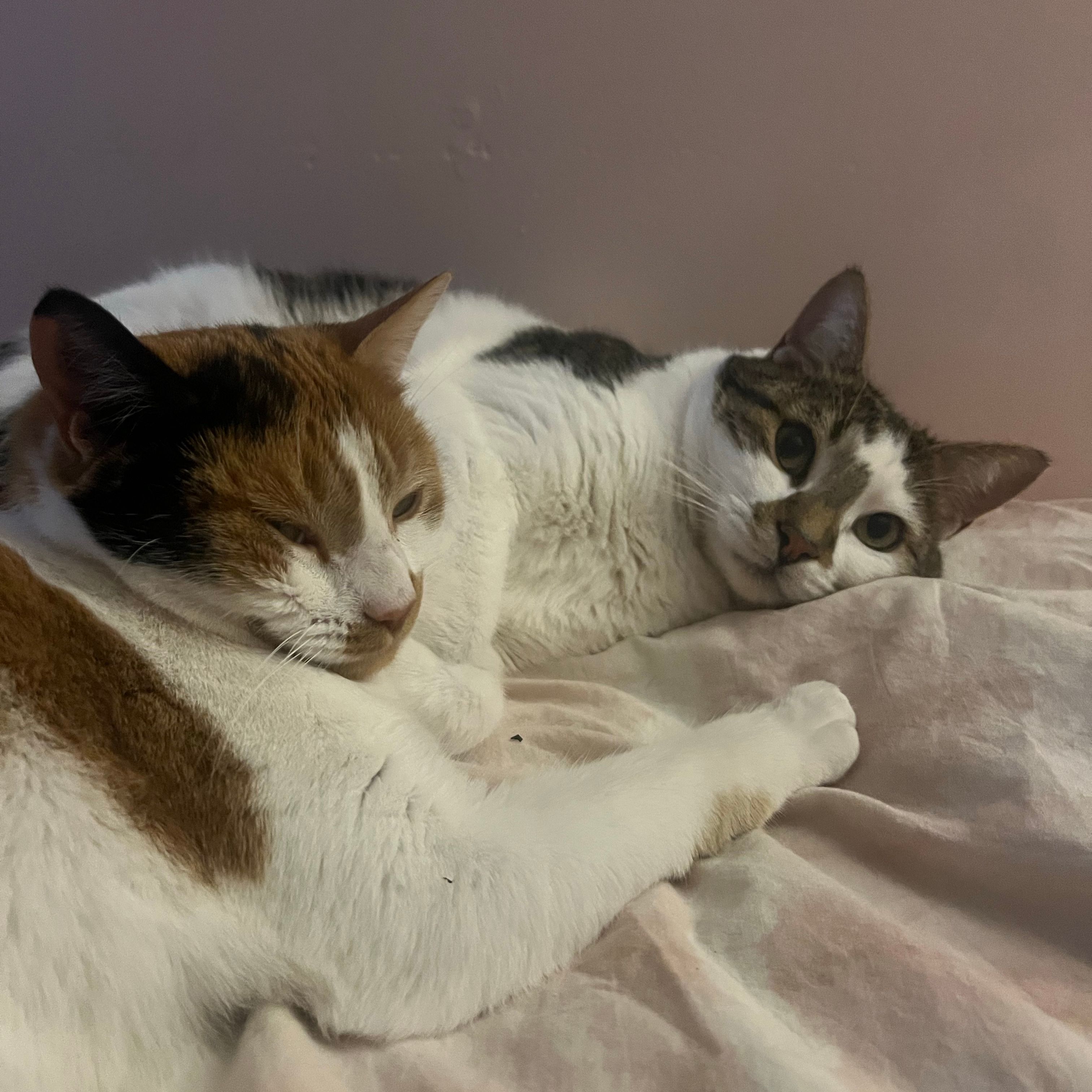 Lilah & Loki