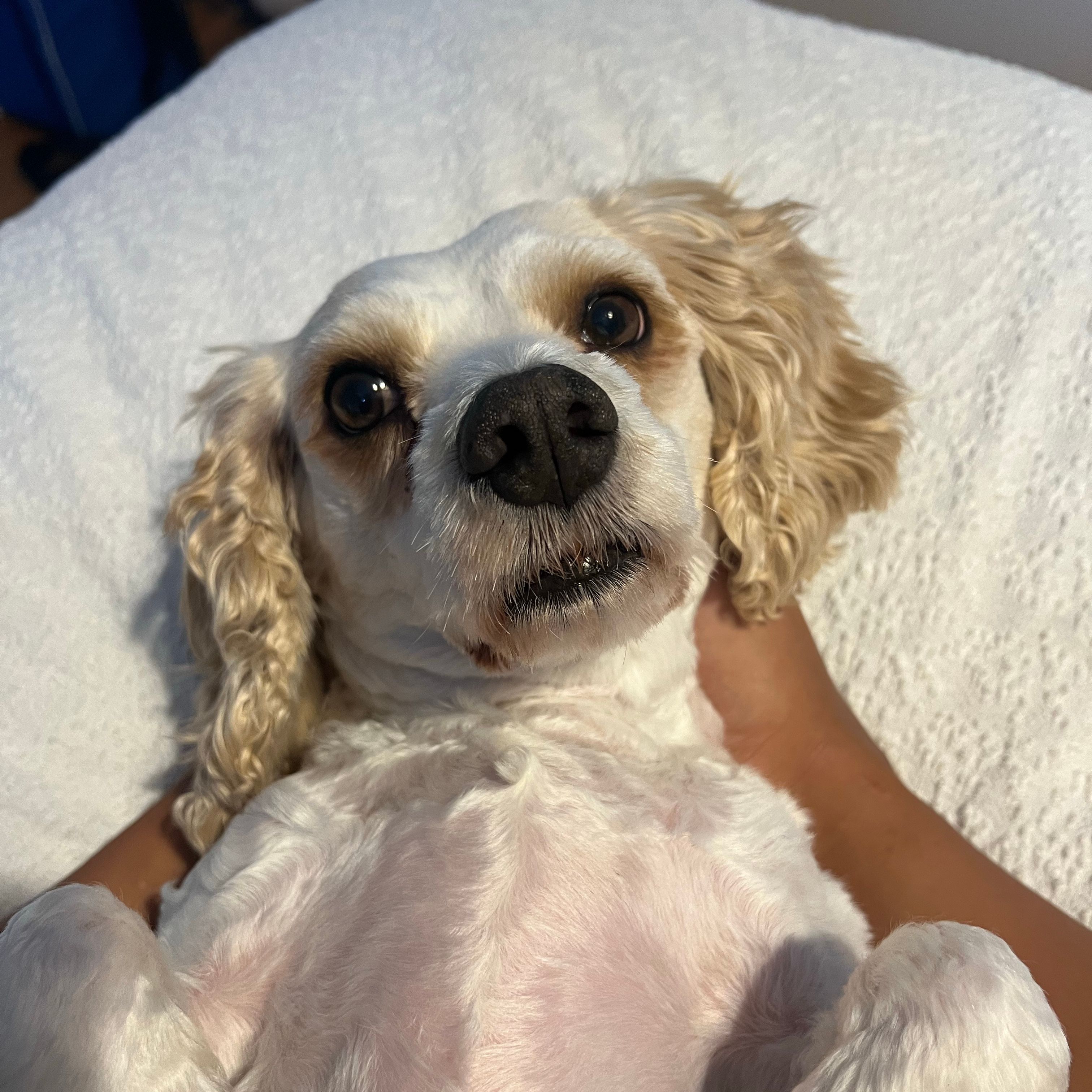 Archie