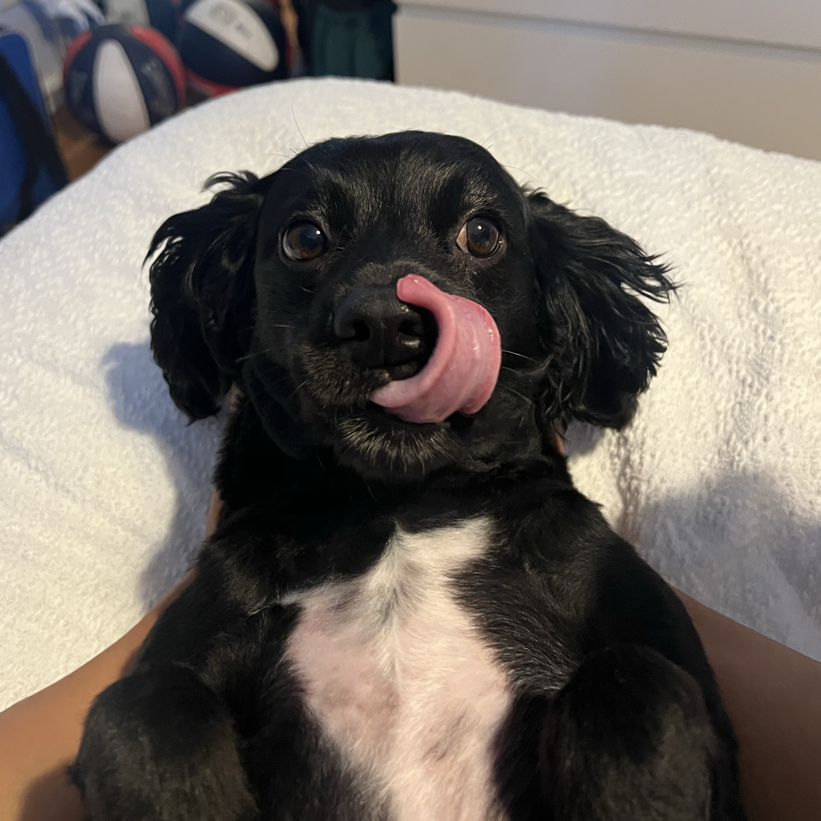 Ollie